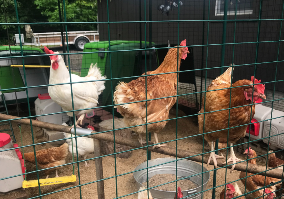 Poules dans un Grand Enclos perchées sur un perchoir à poules