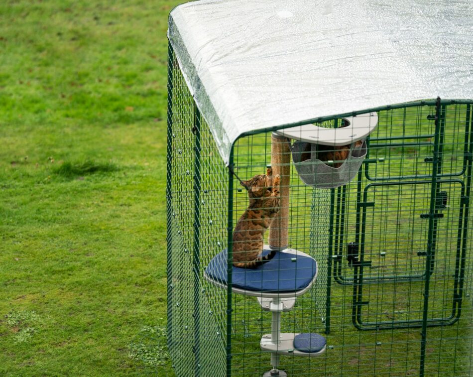 Arbre à chat d’extérieur Freestyle dans un Catio