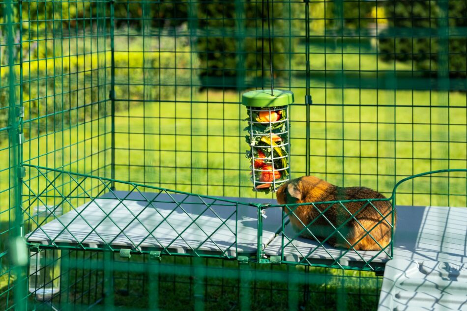 cochon d'Inde qui mange dans un distributeur de nourriture Caddi