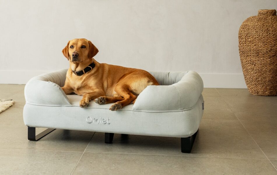labrador sur un panier bolster