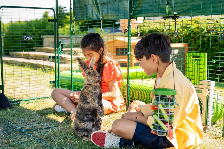 lapin dans un Grand Enclos avec des enfants qui jouent