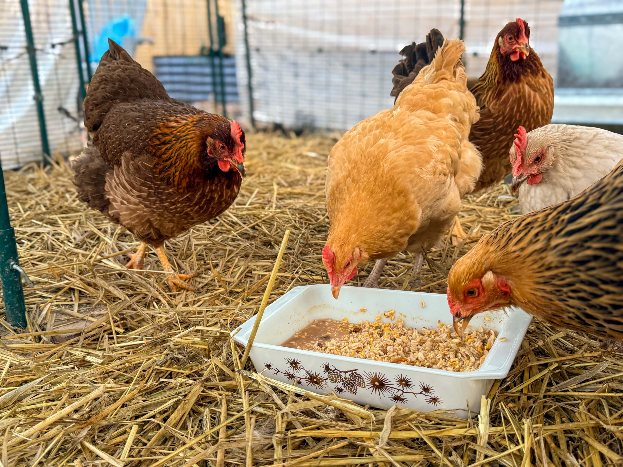 poules qui mangent leur petit déjeuner dans un plateau dans leur enclos