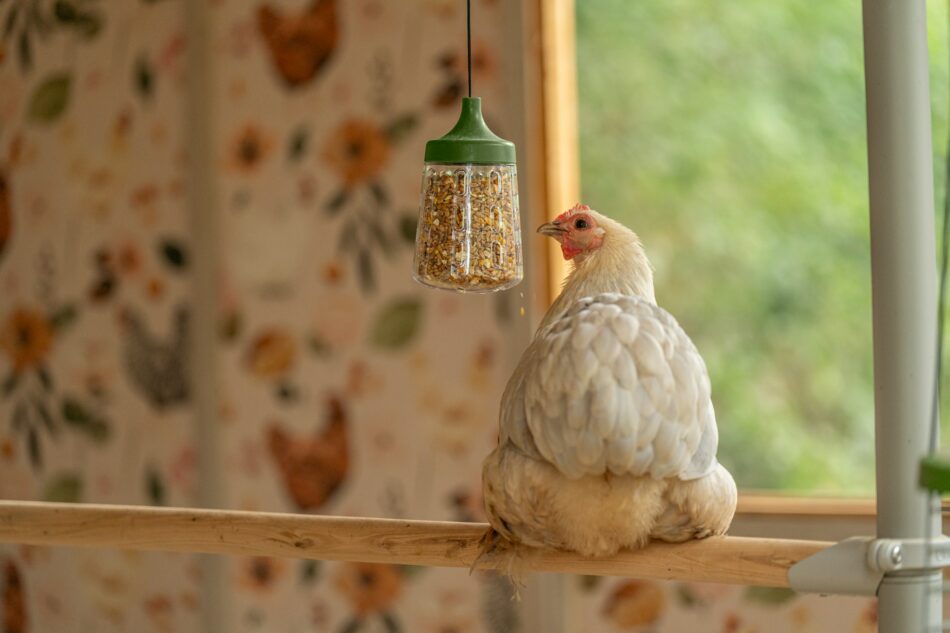 poules qui utilisent un jouet à picorer assises sur un perchoir pour poules poletree d'Omlet