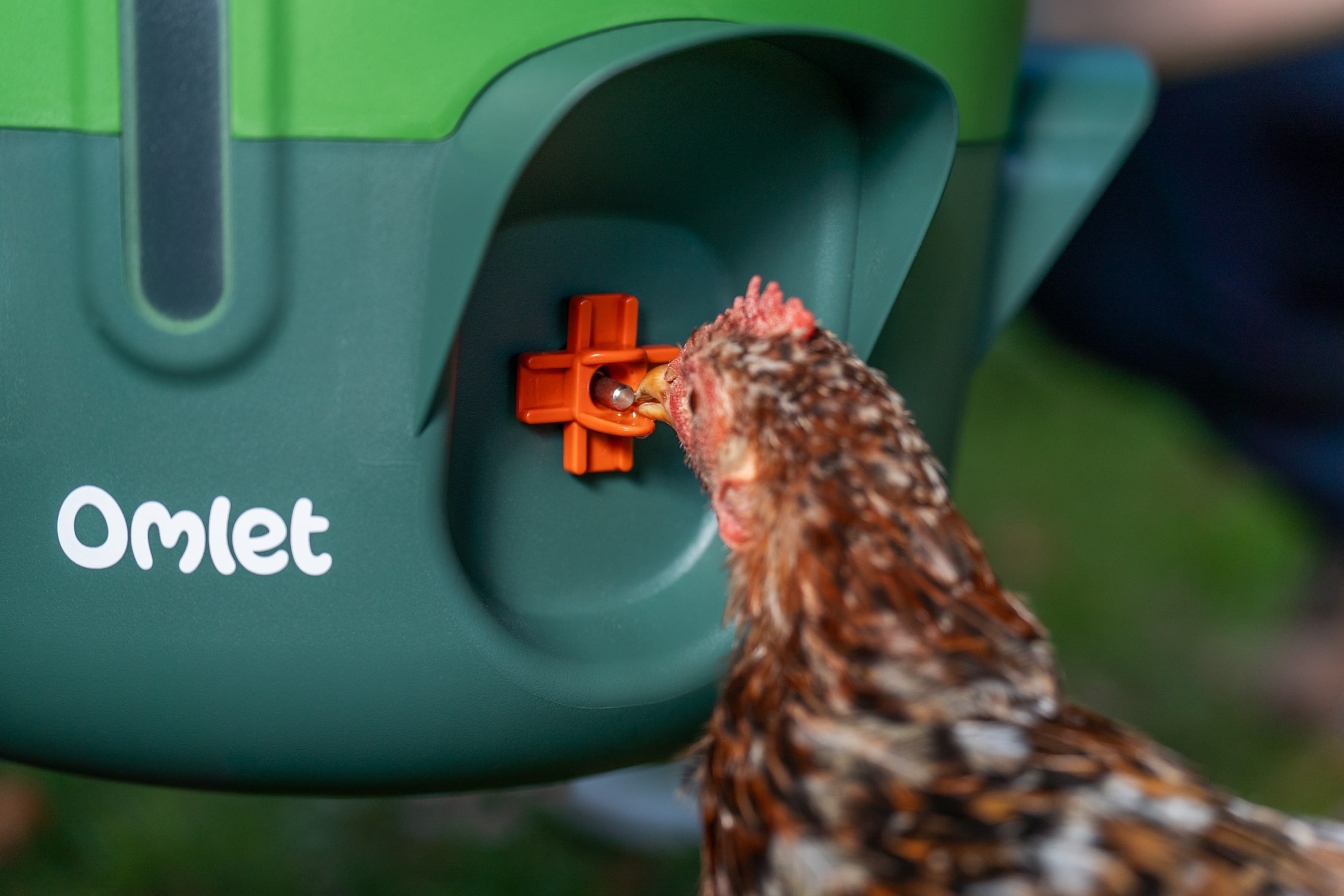 poule qui picore un abreuvoir à tétines