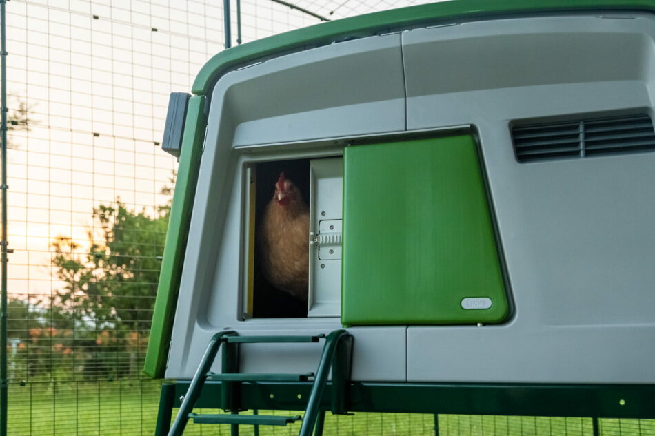 poule qui sort d’un poulailler Eglu Cube avec une Porte Automatique