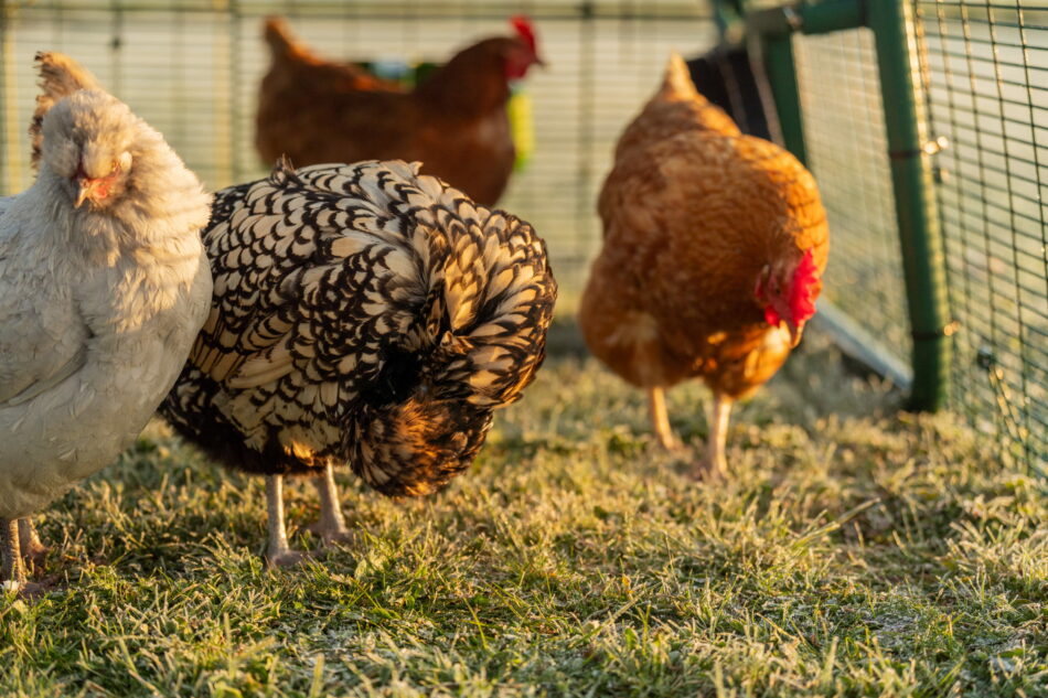 poules qui cherchent des insectes dans un enclos de poulailler