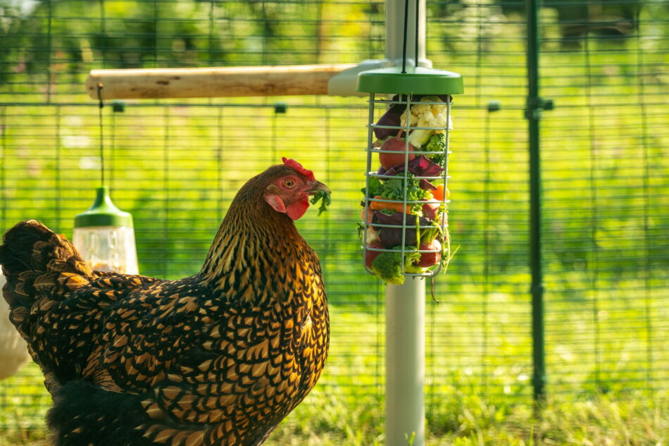 poule dans un Grand Enclos en train de picorer des légumes dans un distributeur de nourriture Caddi