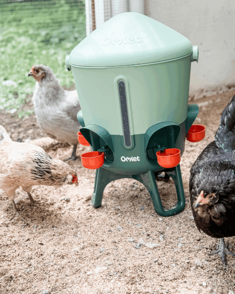 Abreuvoir isolé pour poules d’Omlet vert sauge avec des poules autour
