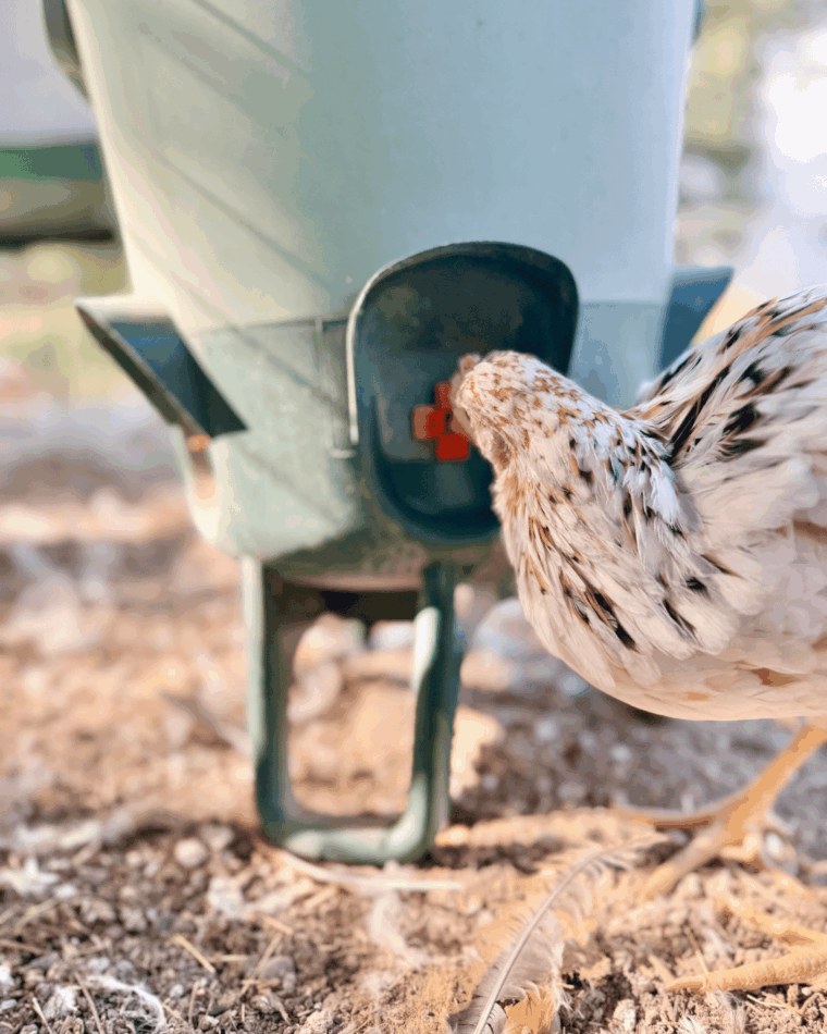 poule qui boit dans l’abreuvoir Omlet