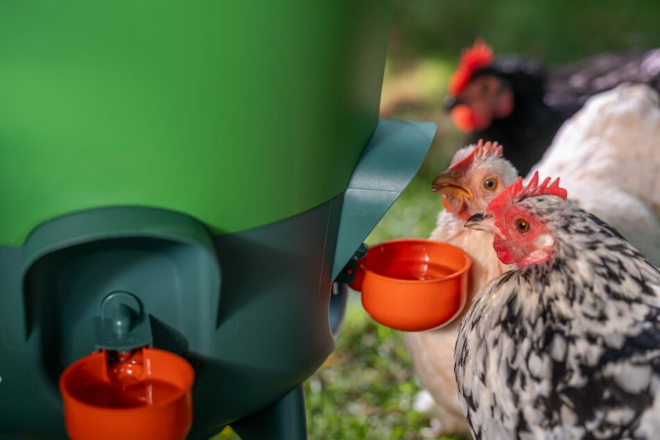 poules qui boivent dans l’abreuvoir d’Omlet avec des embouts tasse