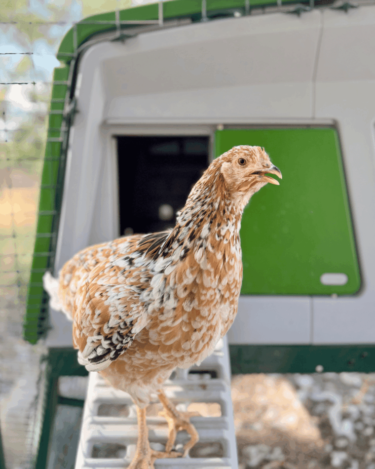 poule debout sur les marches du poulailler Eglu Pro