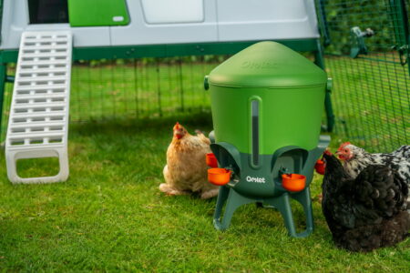 poules qui boivent dans l’abreuvoir d’Omlet devant un poulailler Eglu Pro