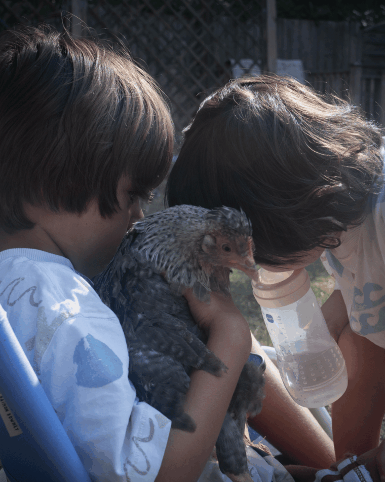 Une poule avec deux enfants