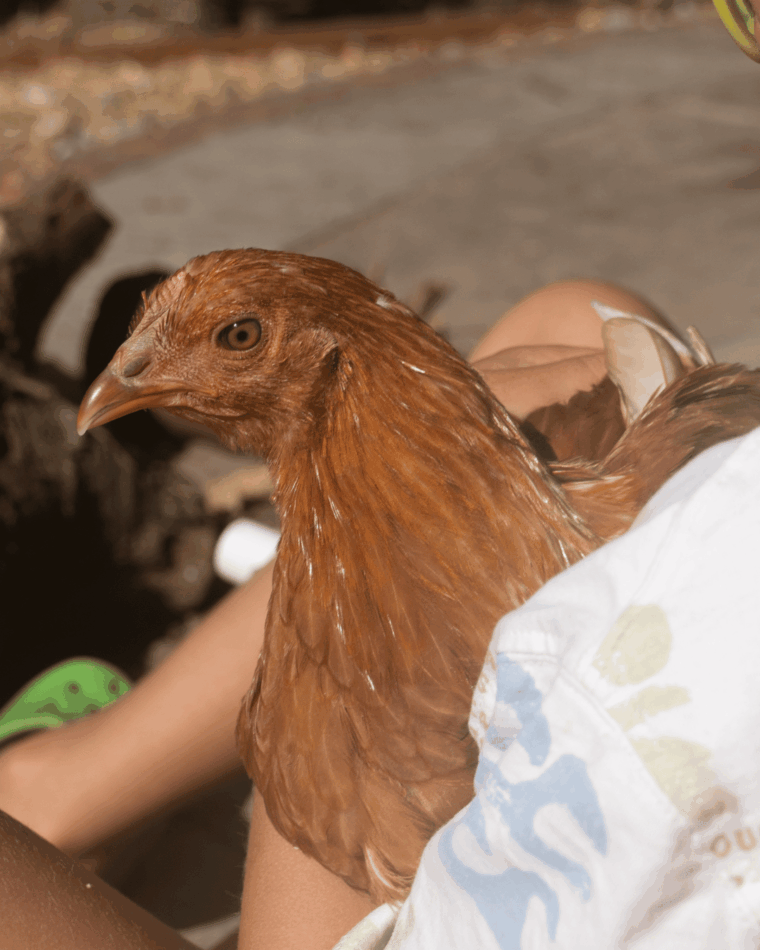 Une poule dans des bras