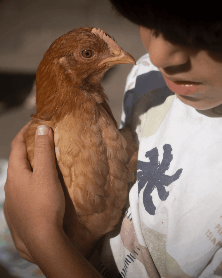 Une poule dans les bras d’un enfant