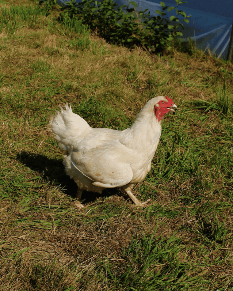 Poule Ixworth marchant sur l'herbe