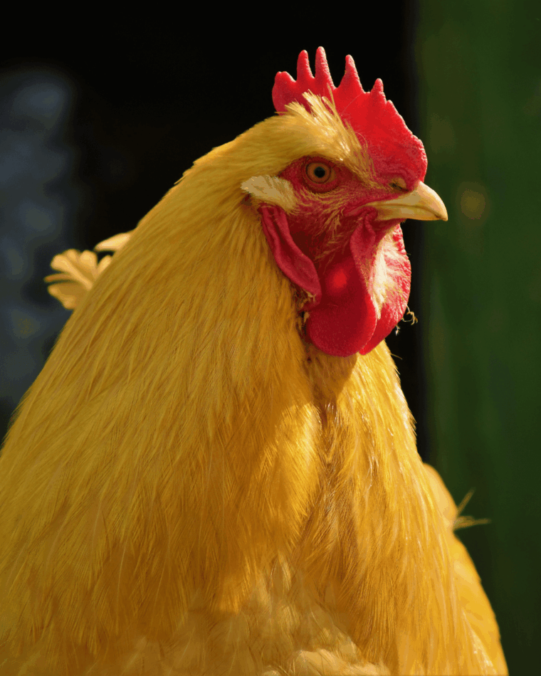 Gros plan sur une poule Buff Orpington