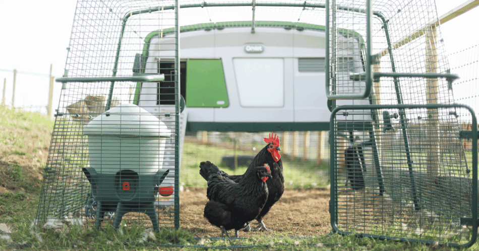 Deux poules Scots Dumpy dans un poulailler Eglu Pro