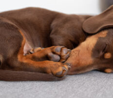 Les différentes positions de sommeil des chiens et leurs significations