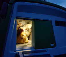 Des poules dans le poulailler Egu d’Omlet le soir