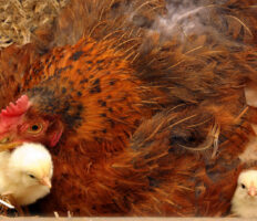 Une maman poule qui s’occupe de ses poussins